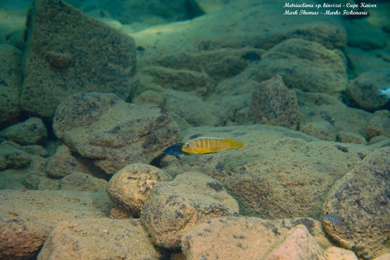 Maylandia sp. 'kingsizei lupingu' Cape Kaiser